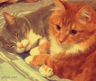 Photo Credit: Giphy
