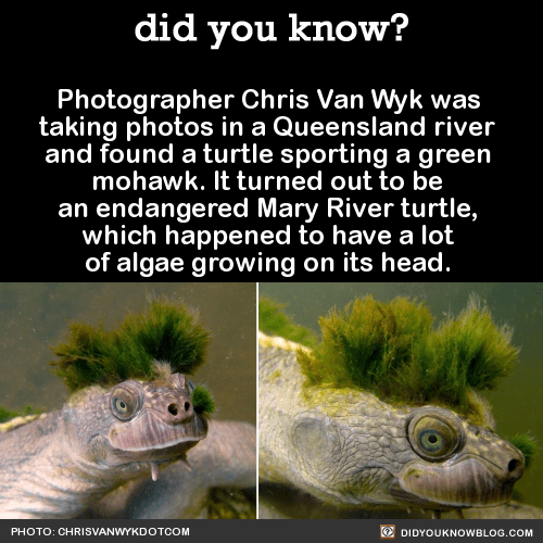1 Mohawk Turtle