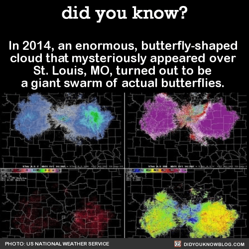 14 Radar Butterfly