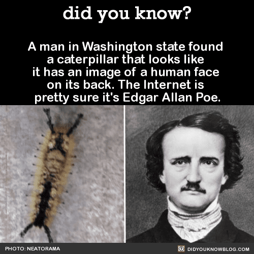 15 Edgar allen Poe