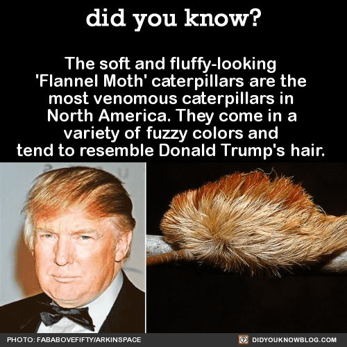 3 Trump Cattepiller