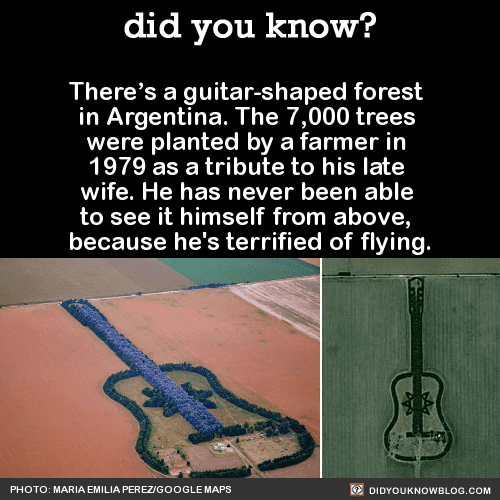 7 Guitar Trees