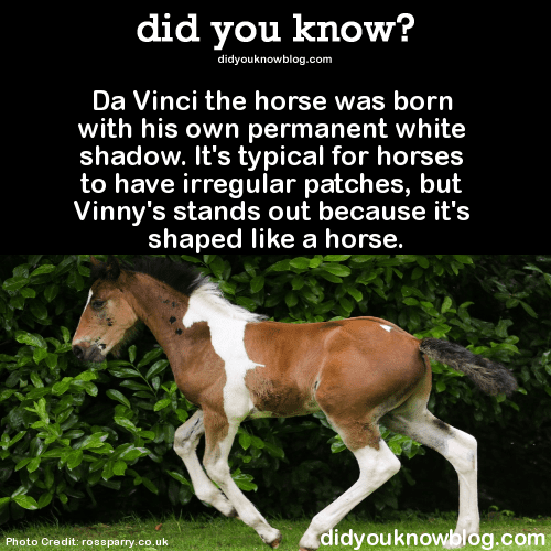 7 Horse's Horse Birth Mark