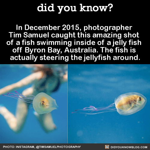 9 Jelly Fish