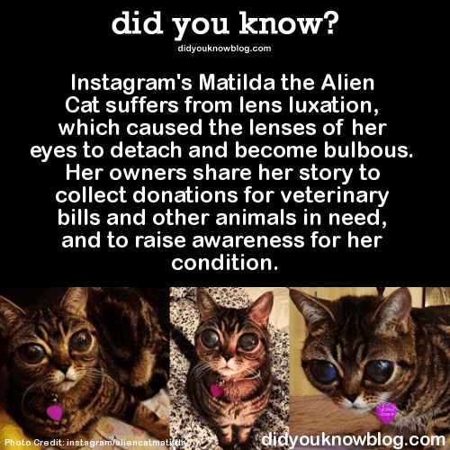 8 Big Eyes Kitty Cat