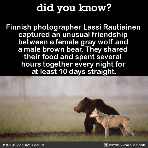 8 Brown Bear Gray Wolf