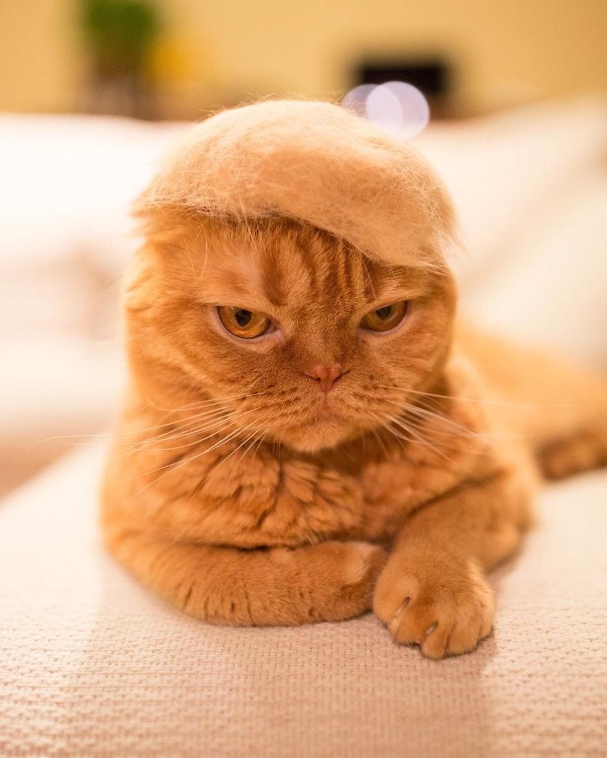 cats-in-hats-made-from-their-own-hair-582ebf440a8aa__880