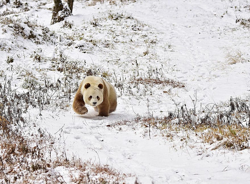 abandoned-brown-panda-qizai-12