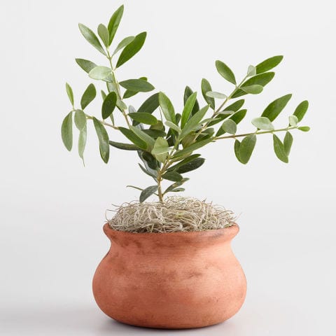 Image Credit: Amazon