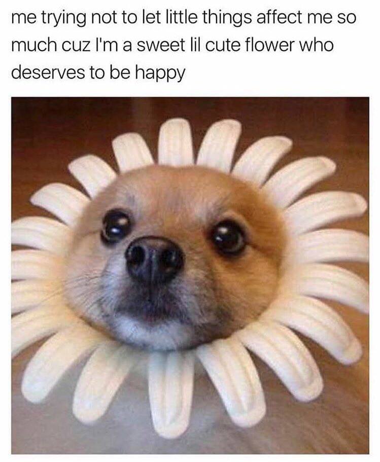 best memes dog memes