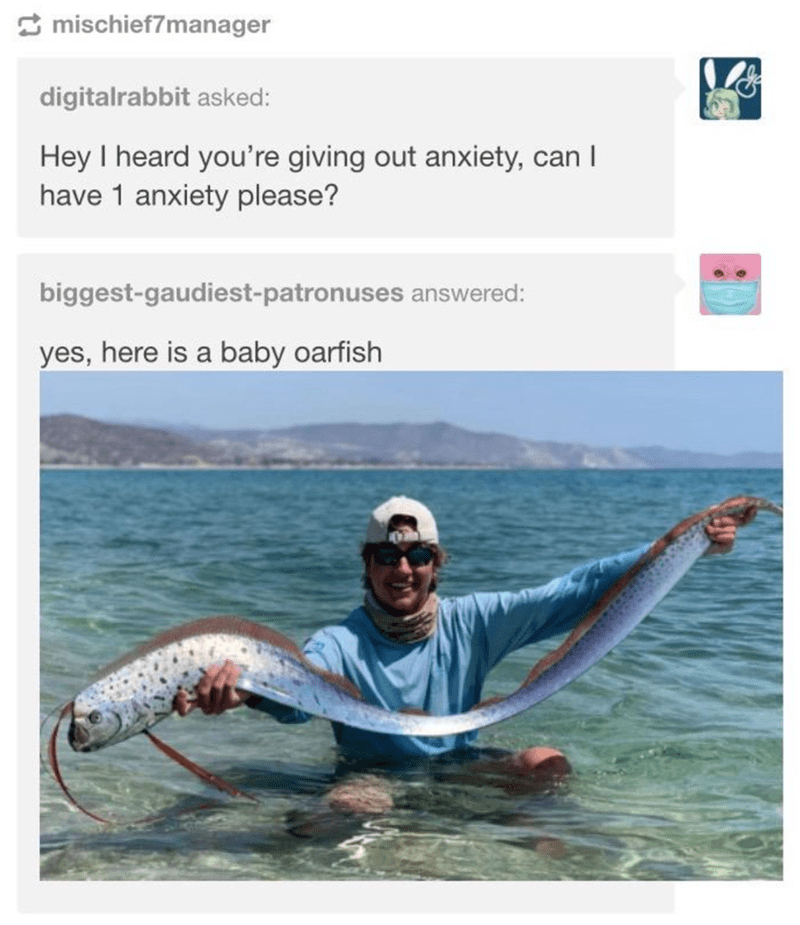 digitalrabbit asked: Hey I heard you're giving out anxiety, can I have 1 anxiety please? biggest-gaudiest-patronuses answered: yes, here is a baby oarfish.