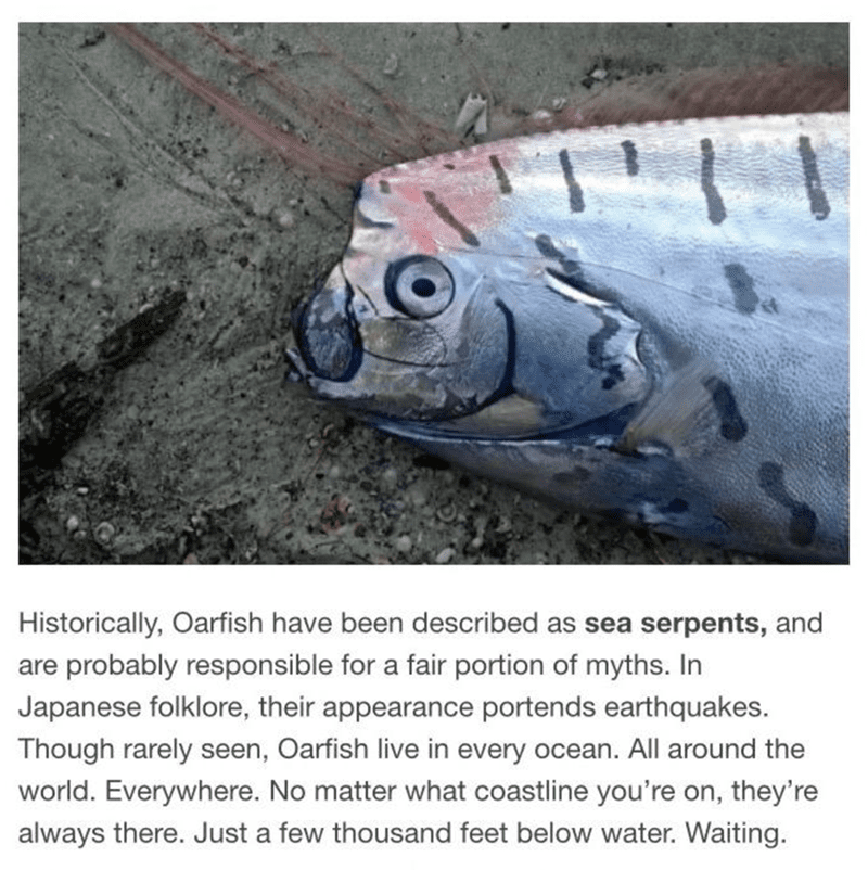 Historically, Oarfish have been described as sea serpents, and are probably responsible for a fair portion of myths. In Japanese folklore, their appearance portends earthquakes. Though rarely seen, Oarfish live in every ocean. All around the world. Everywhere. No matter what coastline you're on, they're always there.Just a few thousand feet below water. Waiting.